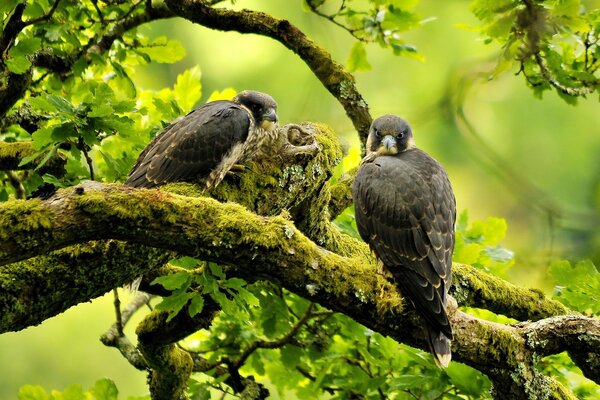 Vögel, die auf einem Ast sitzen