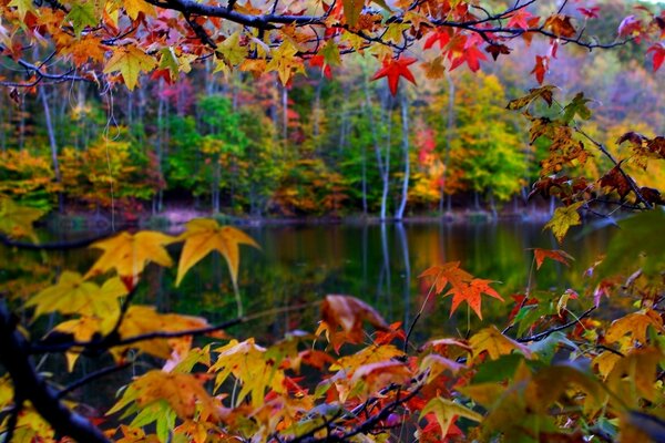 Autumn landscape with maple trees