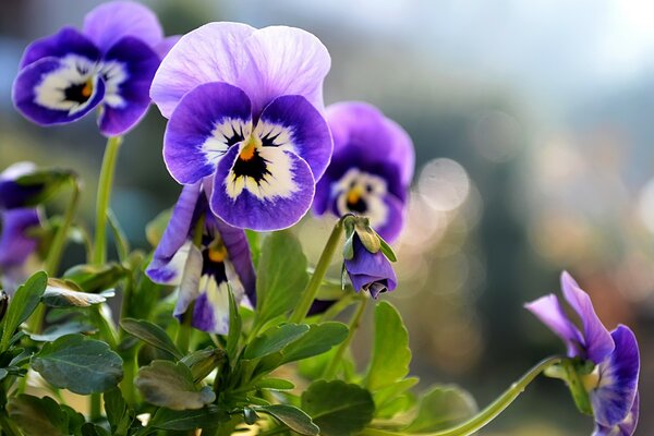 美丽的小三色紫罗兰