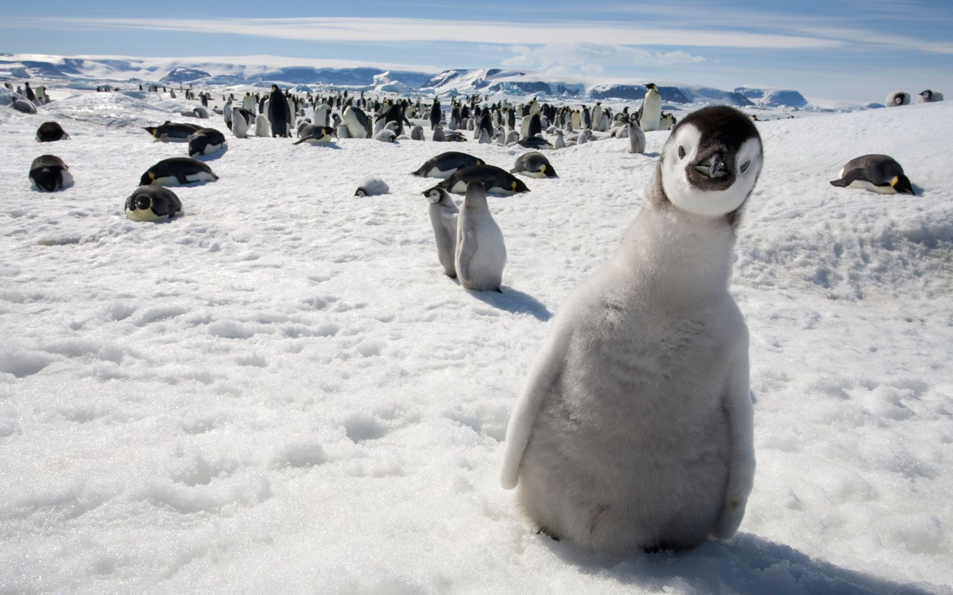 animaux neige hiver froid givré glace polaire oiseau océan antarctique la faune congelé nature mer pingouins animal à l extérieur mammifère eau gel