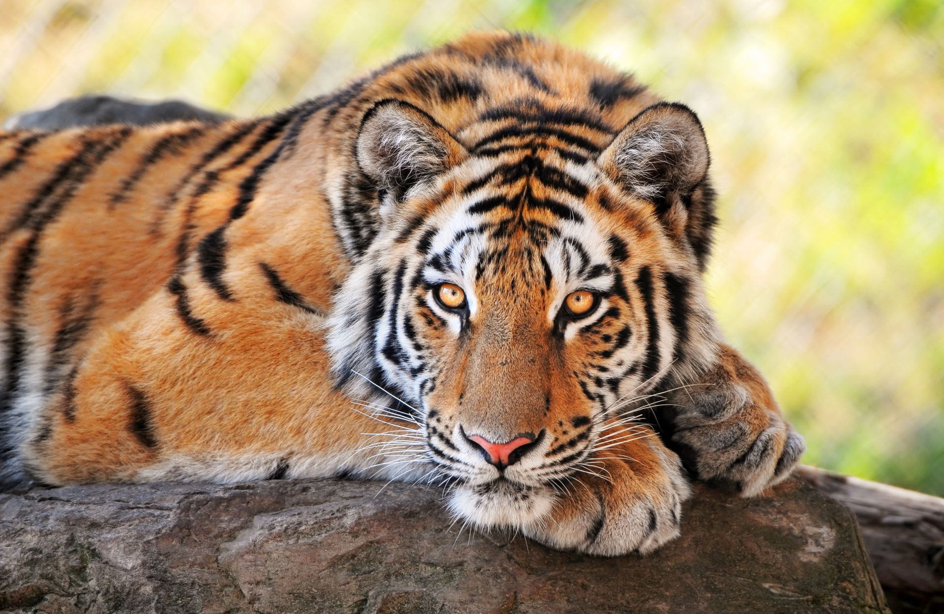 тигры дикой природы кошка тигр хищник животное млекопитающее дикий сафари зоопарк джунгли природа охотник мясоед глава охота мех большой полоса агрессии злой