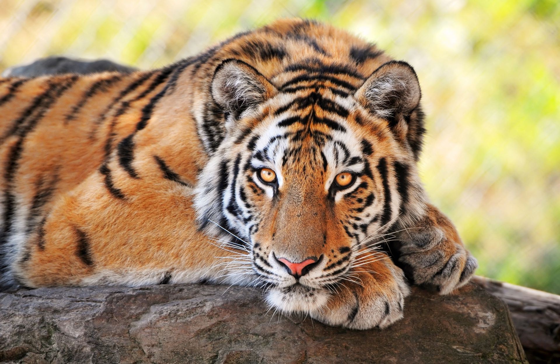 tigres vida selvagem gato tigre predador animal mamífero selvagem safari jardim zoológico selva natureza caçador comedor de carne cabeça caça pele grande tira agressão zangado