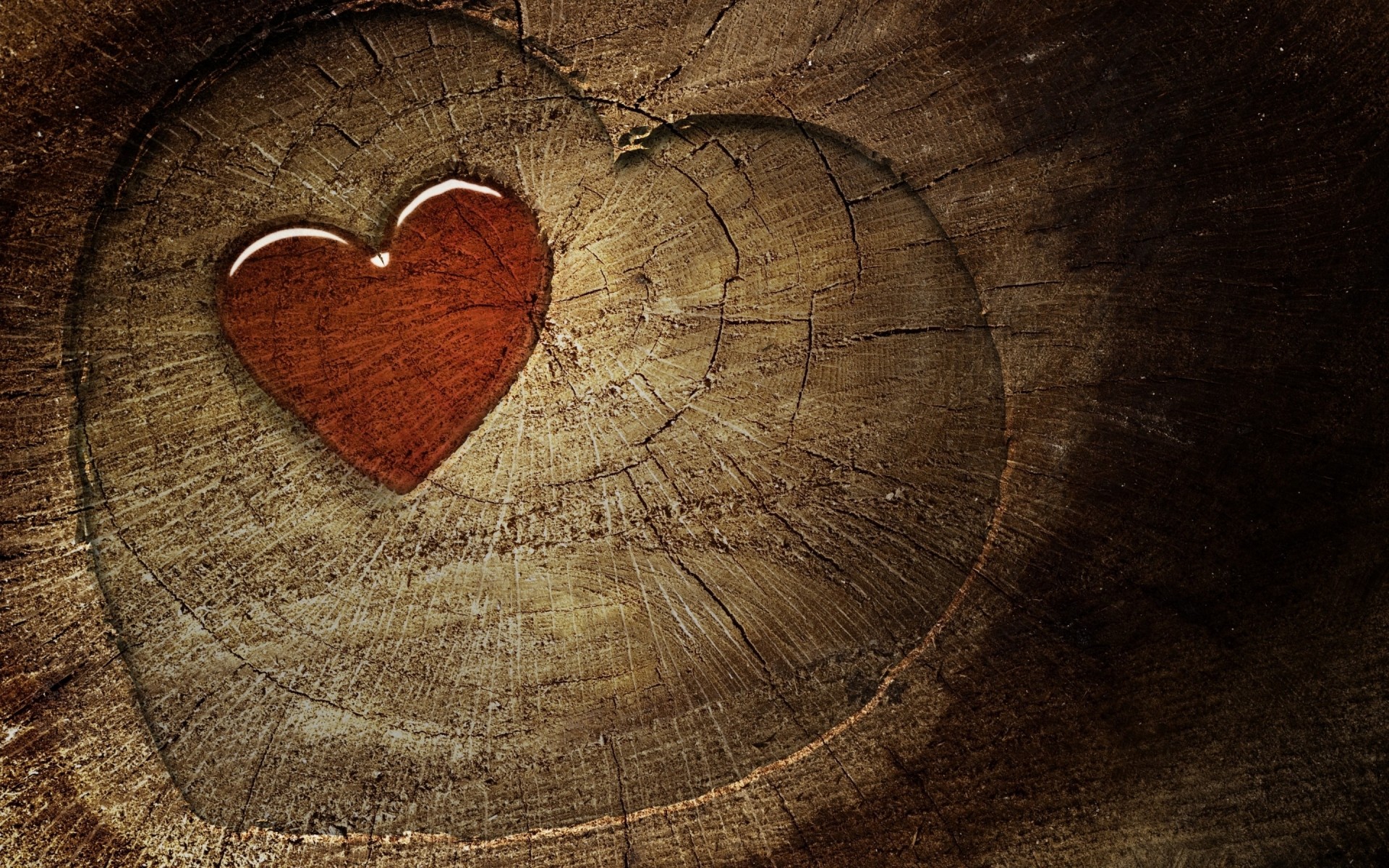 abstract log wood desktop tree texture wooden ring old pattern oak hardwood industry rough round shape fabric stump love heart