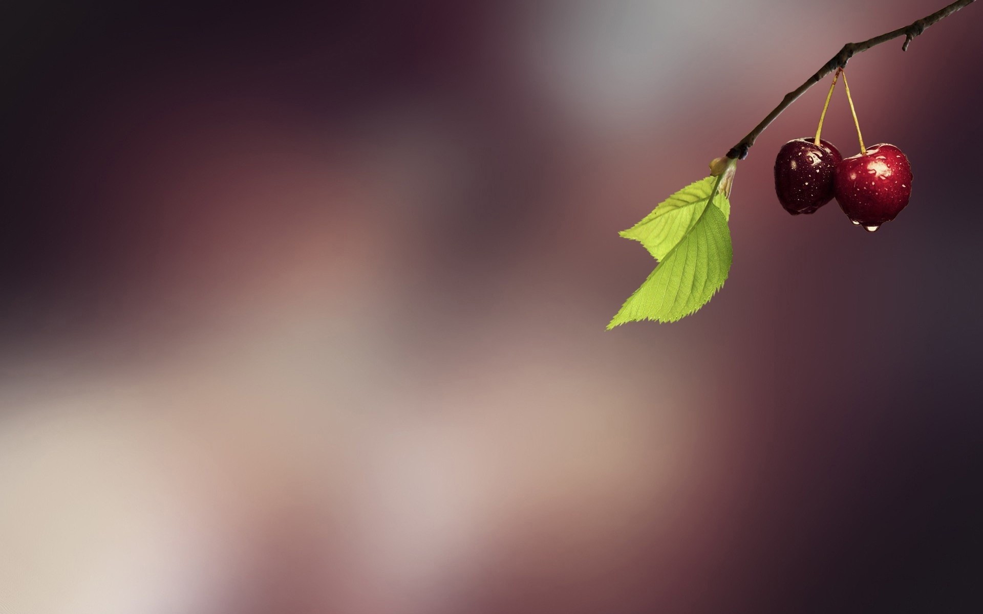 размытость природа лист аннотация искусство вишенки фрукты