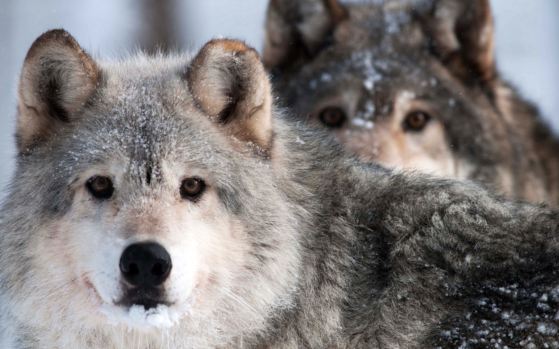 animaux mammifère loup faune cynologue prédateur animal sauvage portrait chien nature mangeur de viande gris fourrure givré zoo vue oeil bois