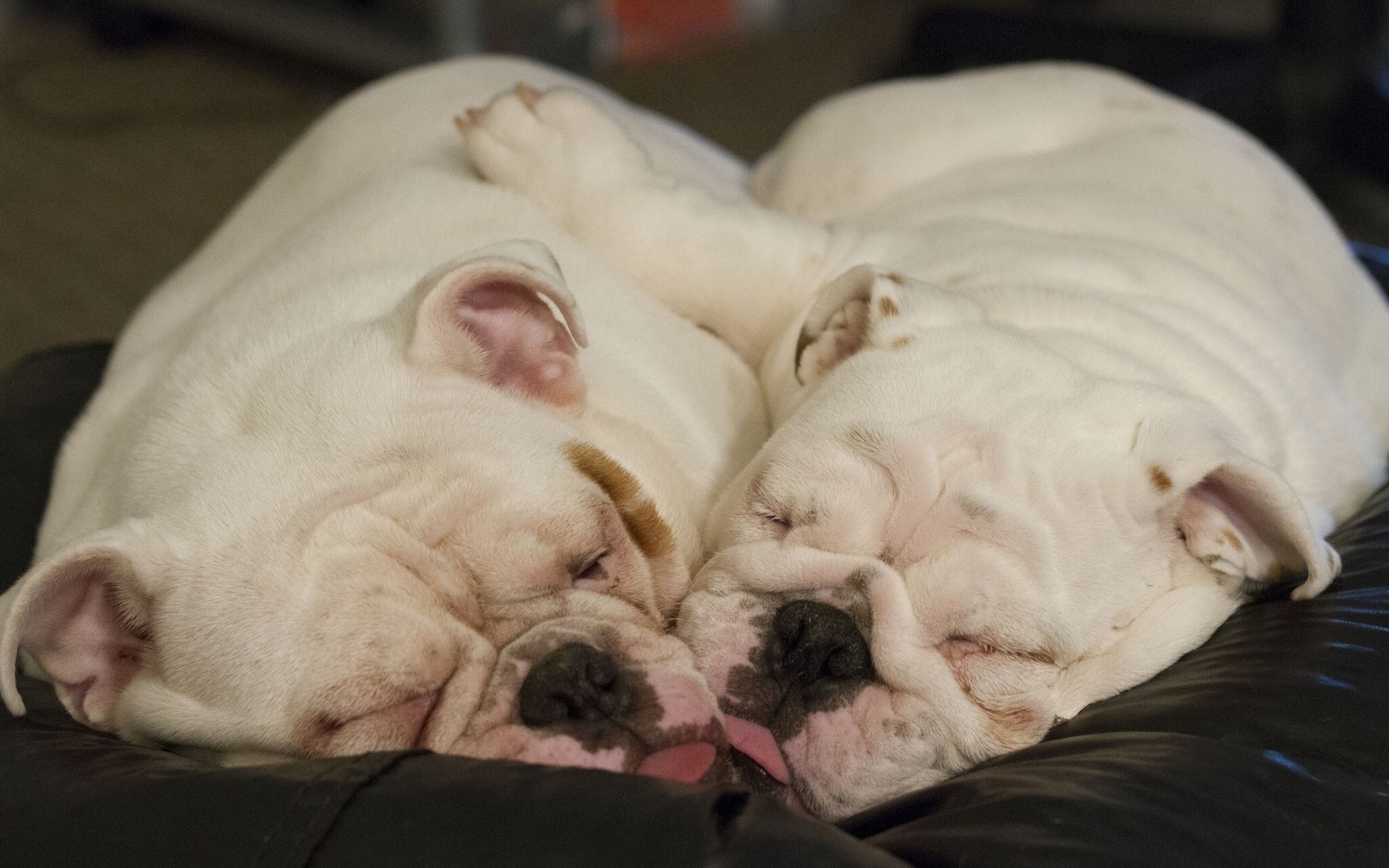 dogs dog mammal one canine portrait cute sleep puppy indoors sleepy pet bed funny