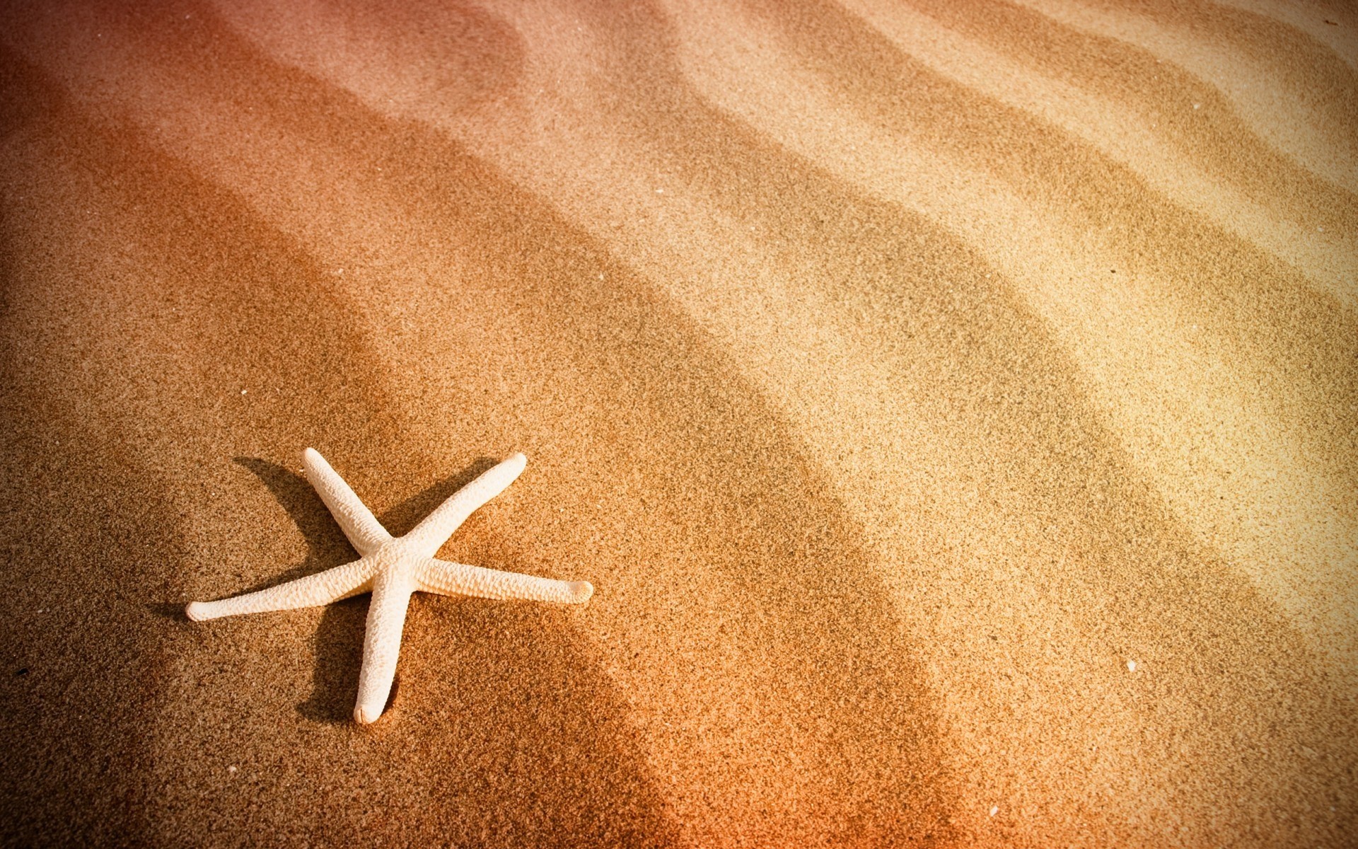 sommer seestern sand strand meer nadelhäute weihnachten