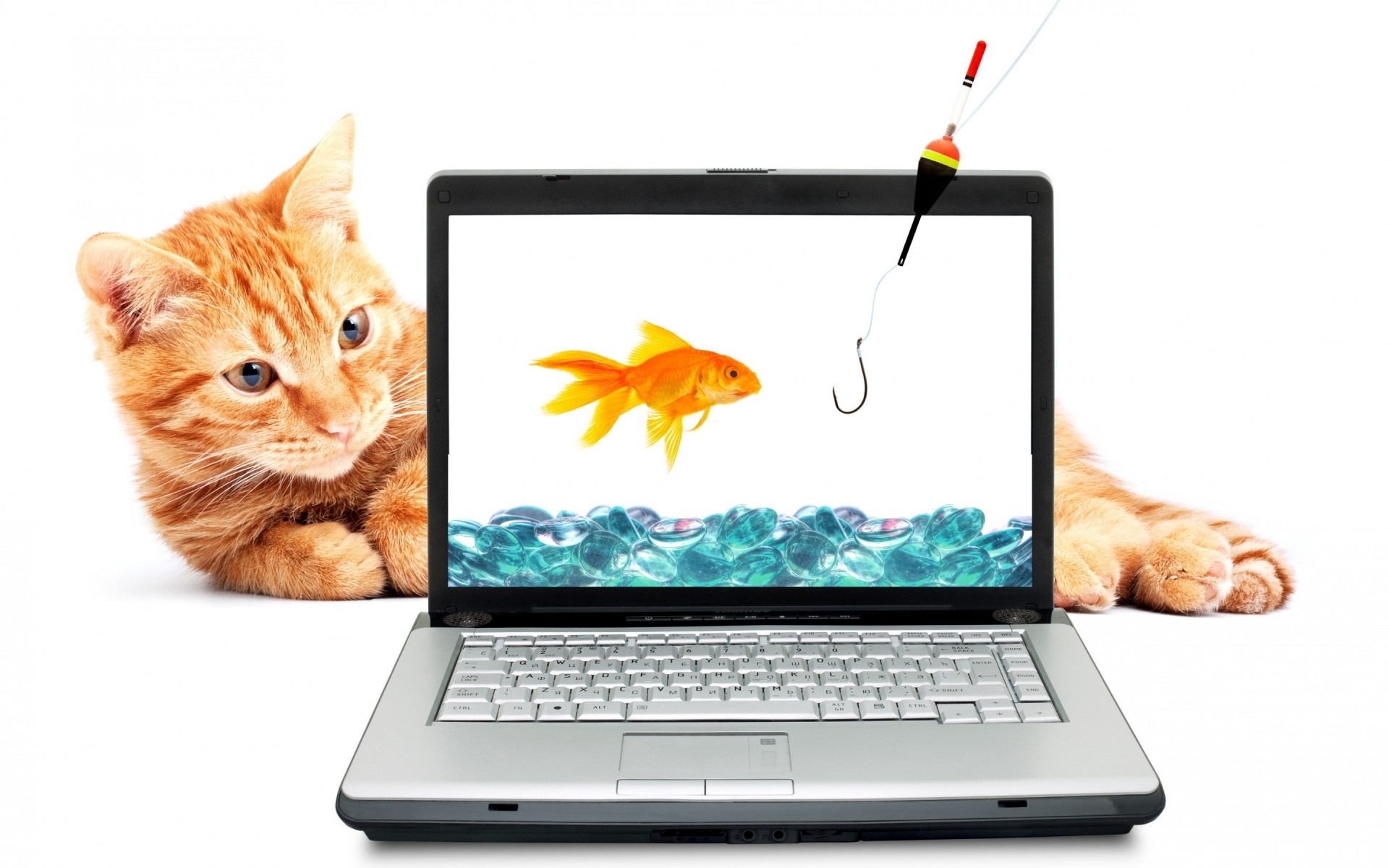 cats laptop screen internet computer wireless technology monitor portable display keyboard desktop isolated world wide web communication touch business pad mouse electronics little funny