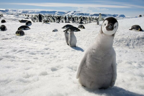 Surprised little penguin on the background of his flock in Antarctica