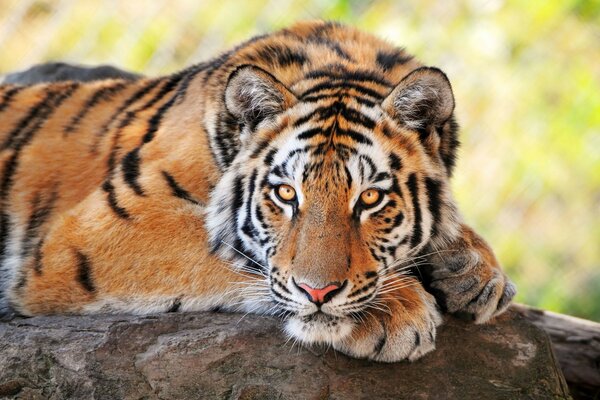 Vida selvagem, tigre deitado em um tronco