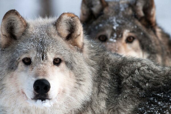 Dos lobos grises entre la nieve