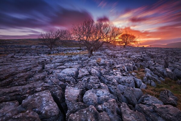 Arbres nus sur des pierres sur fond de coucher de soleil