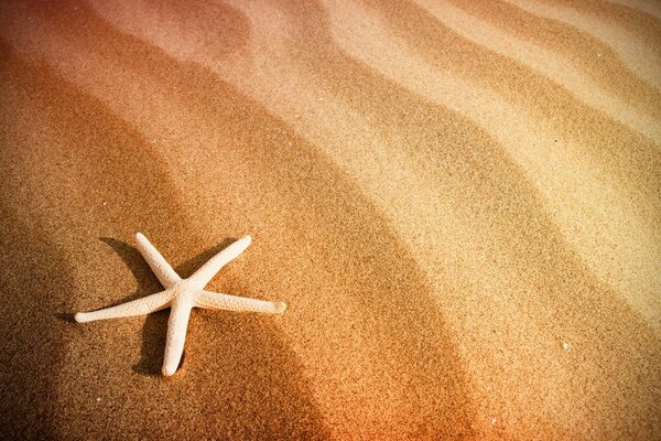 Estrella de mar en la arena de la playa