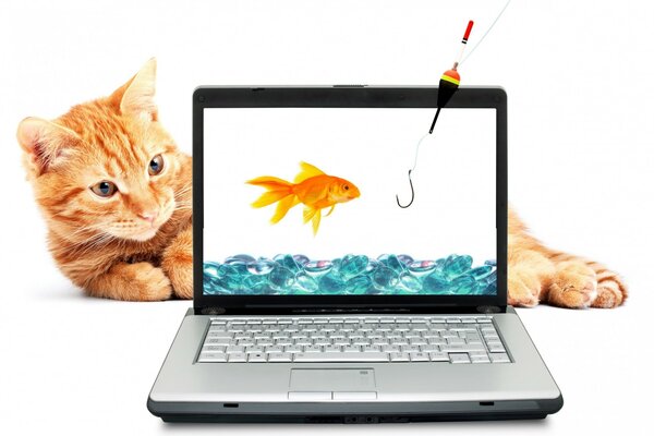 Le chat regarde le poisson sur l écran