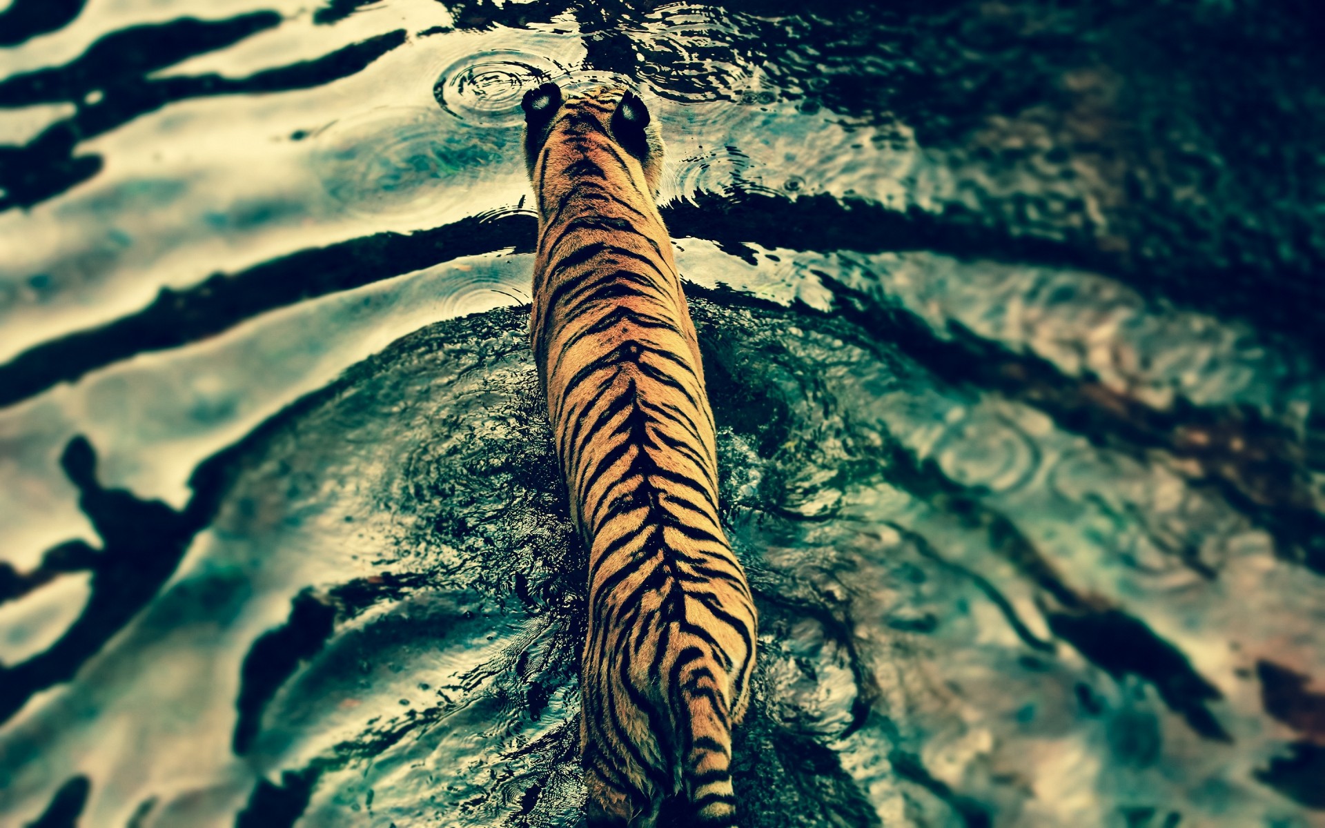 animales agua naturaleza al aire libre viajes tigre