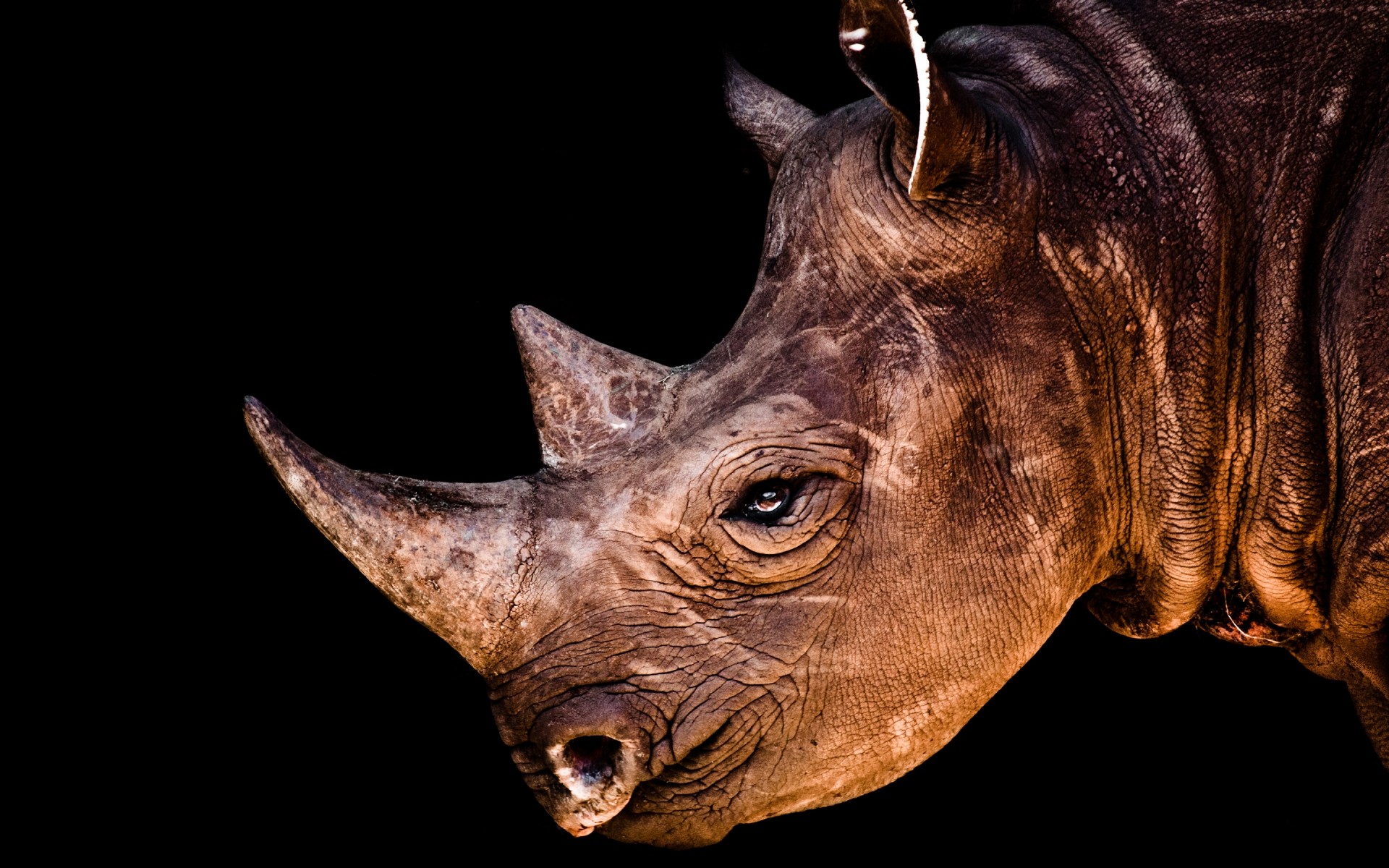 animals animal mammal nature wildlife wild rhino