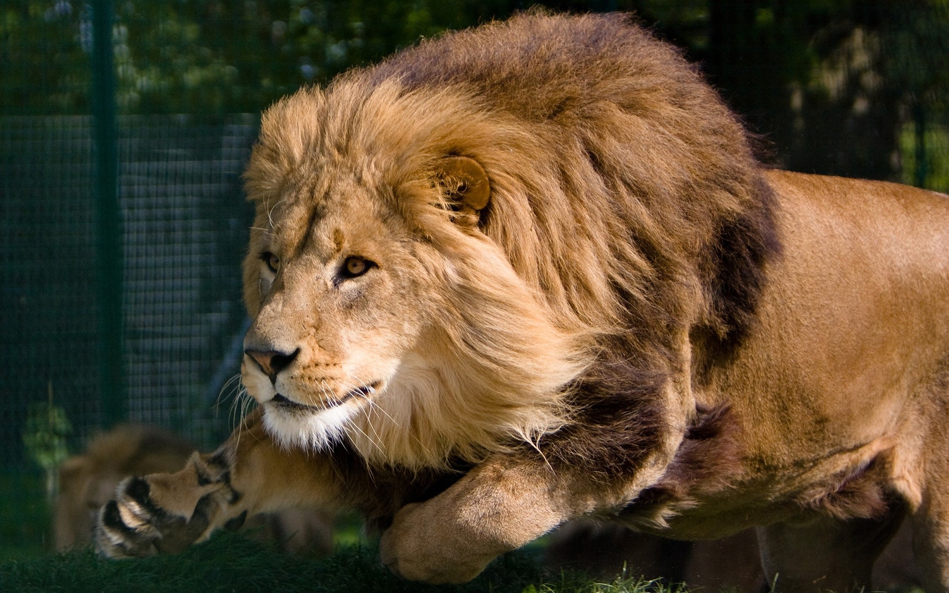 animales león gato vida silvestre mamífero depredador animal leona zoológico salvaje safari retrato mane piel carnívoro naturaleza ojo pantera cazador grande