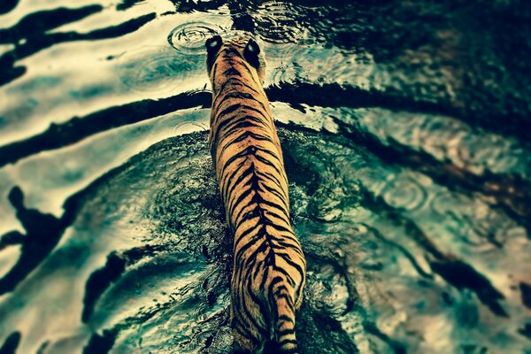 Der Tiger beschloss, im See zu schwimmen