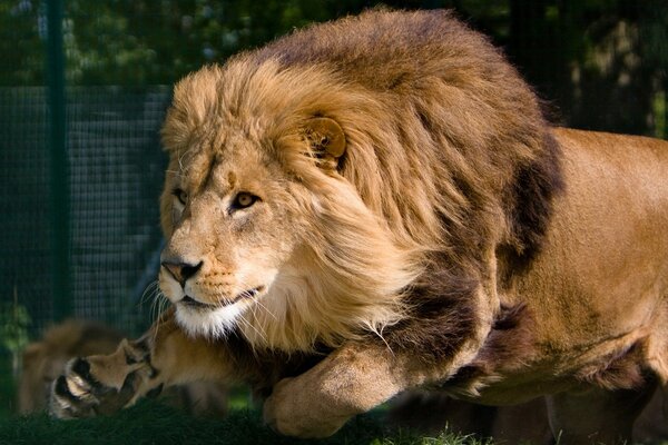 Animal sauvage au repos sur l herbe