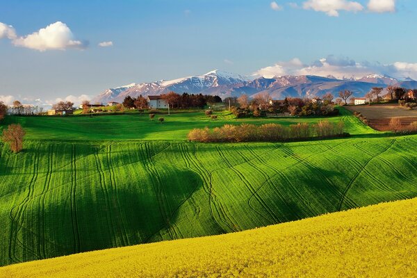 Grüne Landschaft Feld