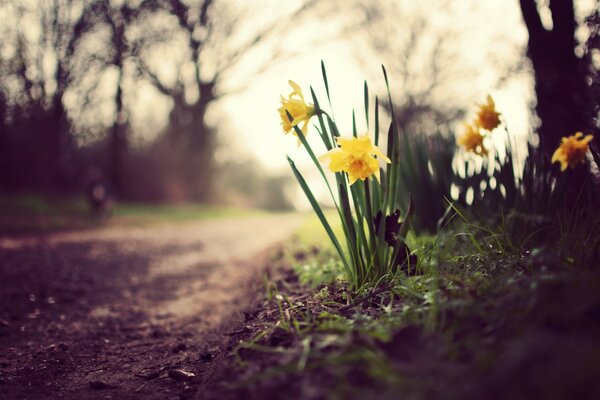 Narcissus flower near the road