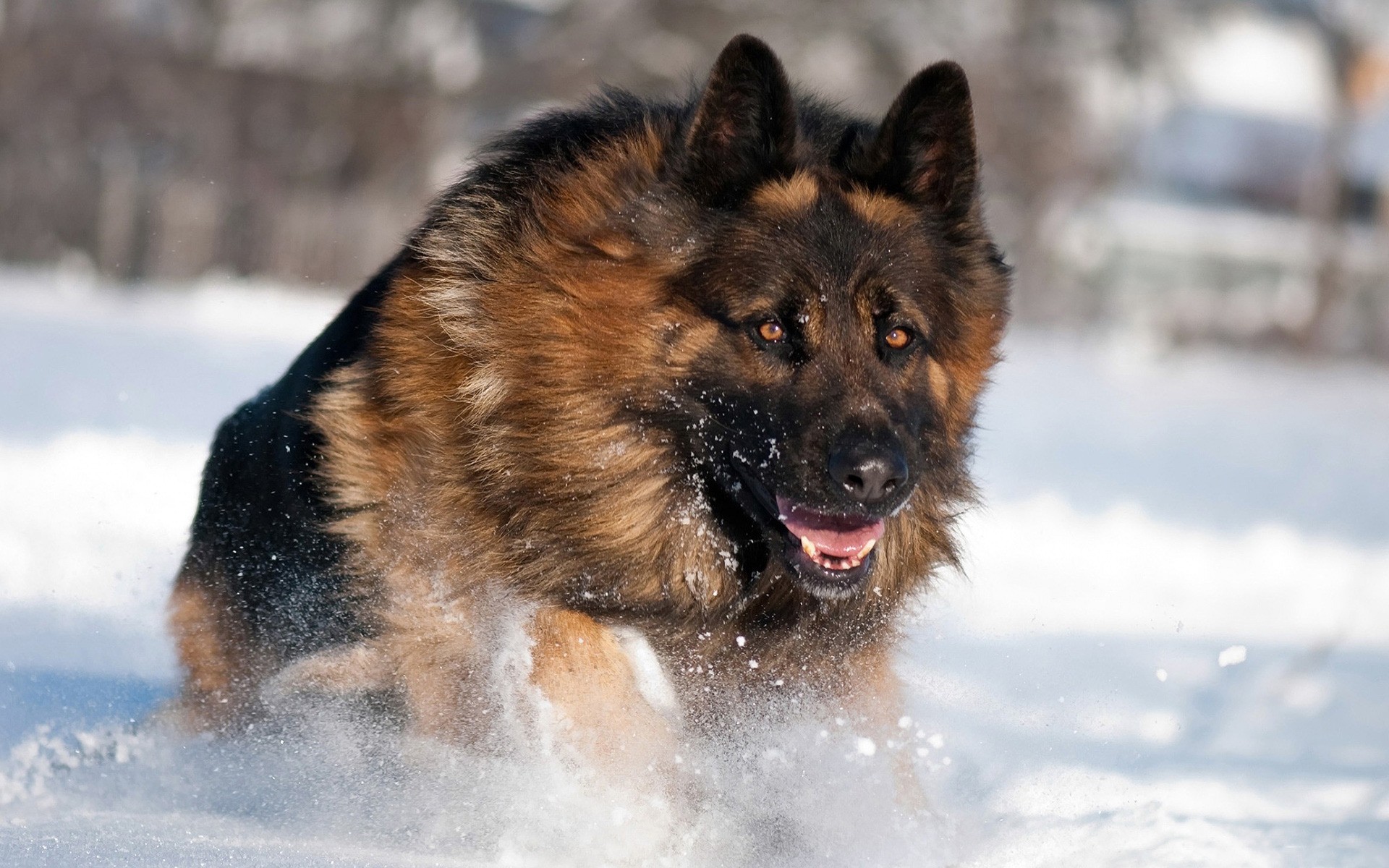 cães neve inverno mamífero cinegrafista frio cão ao ar livre retrato sozinho fofa pele visualização animal natureza gelado pastor alemão