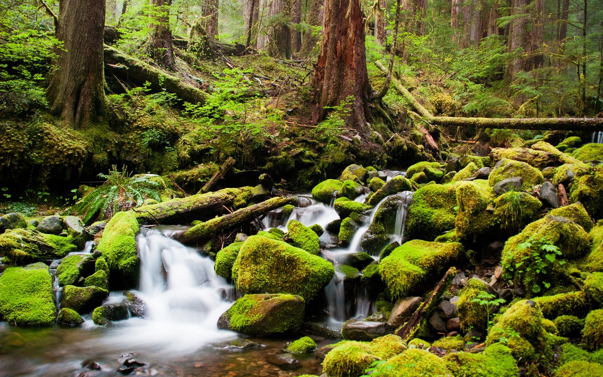 paisagens madeira natureza musgo água córrego folha cachoeira paisagem selvagem árvore rocha ambiente ao ar livre parque creek fern rio molhado floresta