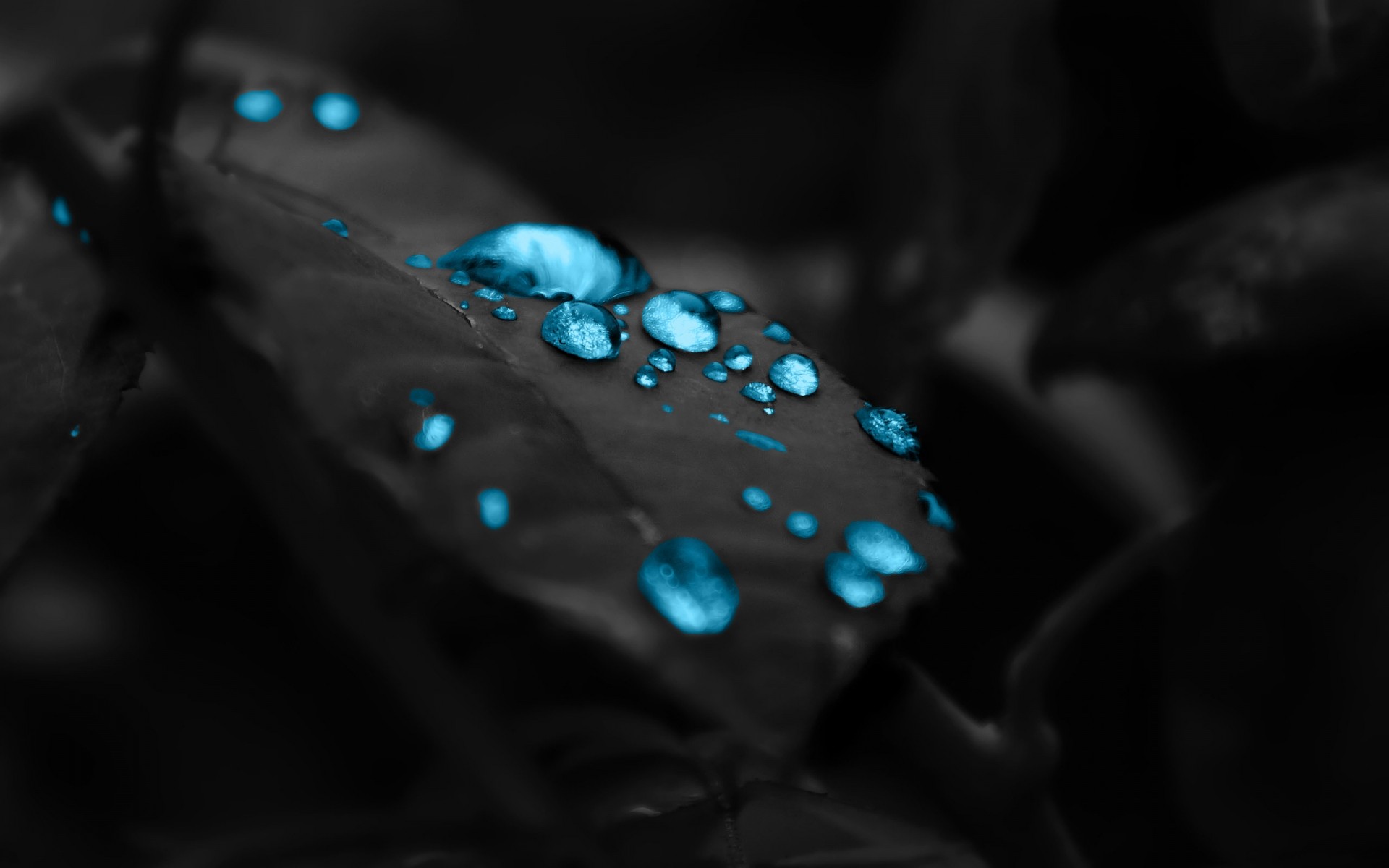 pflanzen schmuck regen unschärfe reflexion wassertropfen