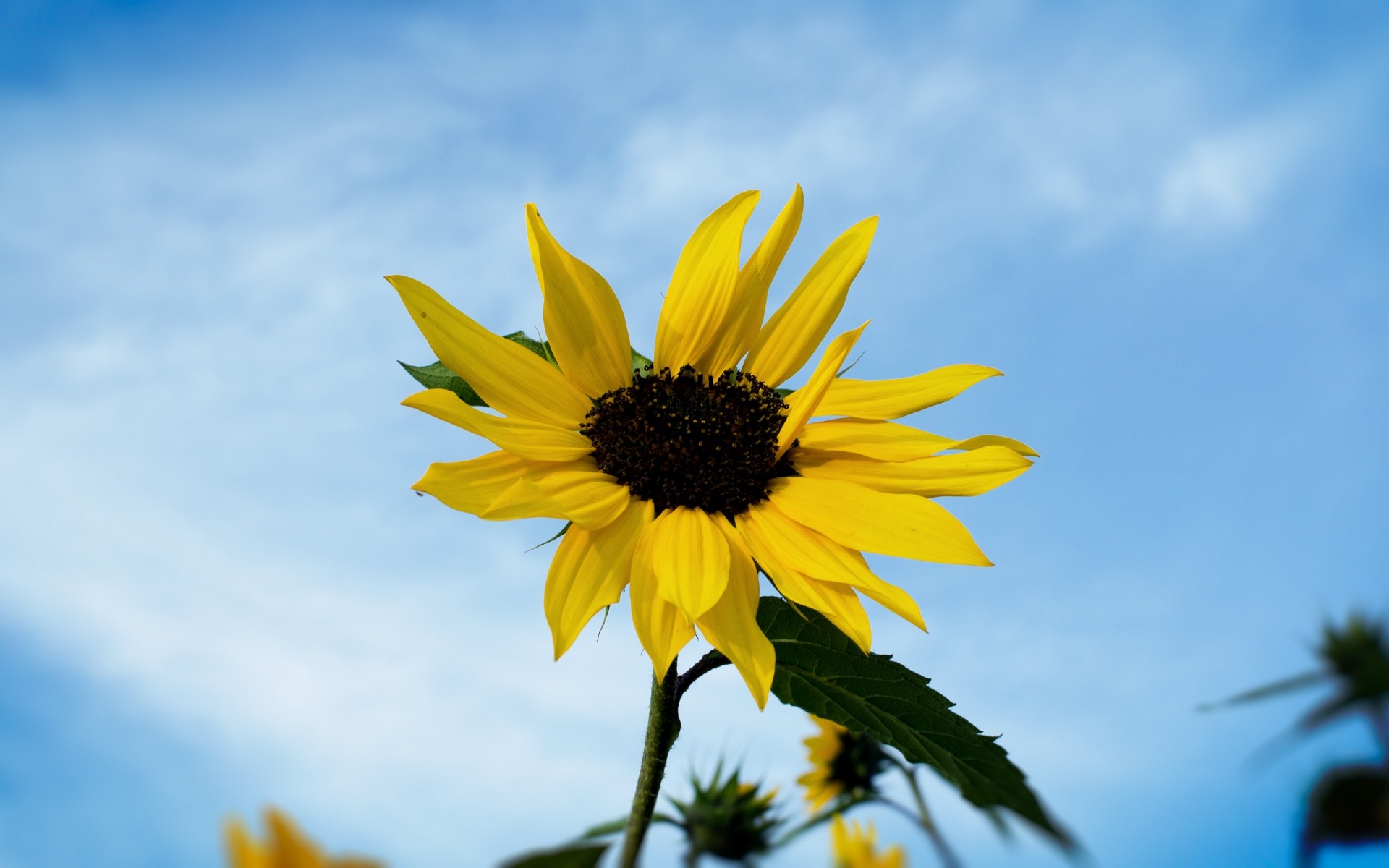 çiçekler doğa yaz çiçek açık havada flora büyüme güzel hava koşulları yaprak ayçiçeği güneş parlak alan