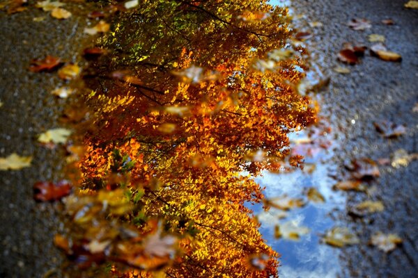 Herbstfuchs in der Reflexion des Flusses