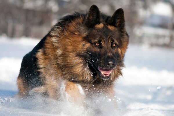 Ein großer Schäferhund läuft durch den Schnee