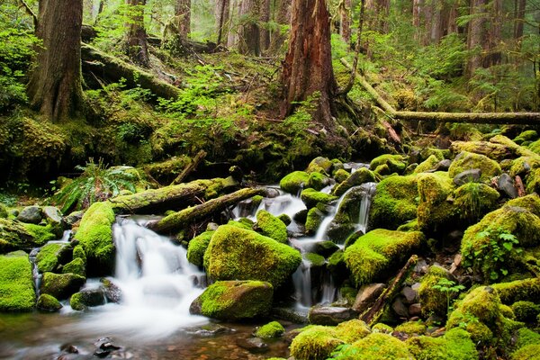 Лісовий водоспад з камінням покритими мохом