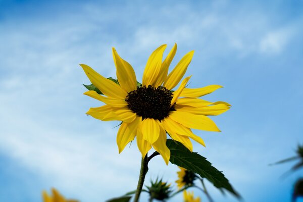 Una gran flor amarilla contra el cielo