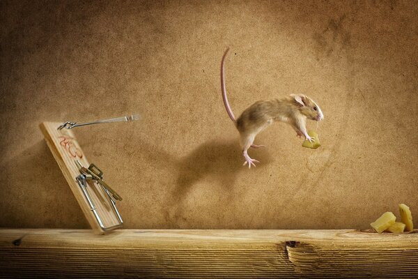 High-speed escape from a mousetrap with cheese