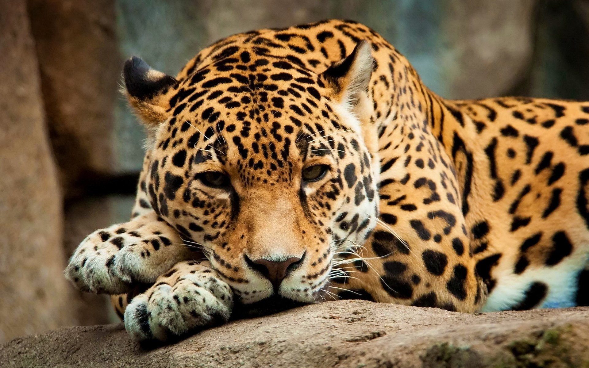 animales zoológico vida silvestre mamífero gato salvaje leopardo naturaleza animal selva depredador safari jaguar