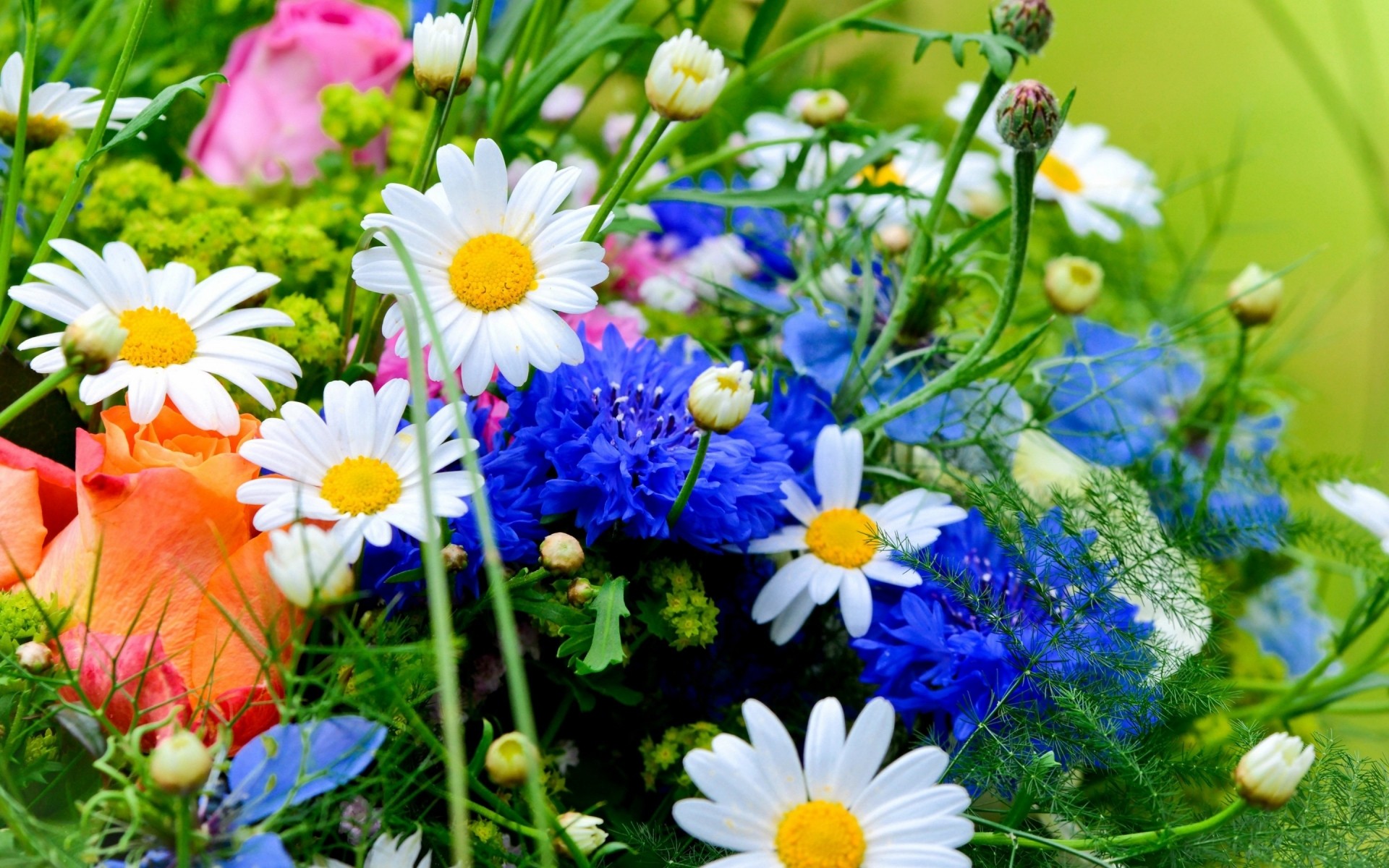 blumen blume natur sommer flora garten heuhaufen feld gras blühen blumen blütenblatt hell gänseblümchen blatt farbe wachstum jahreszeit gutes wetter blumenstrauß wildblumen