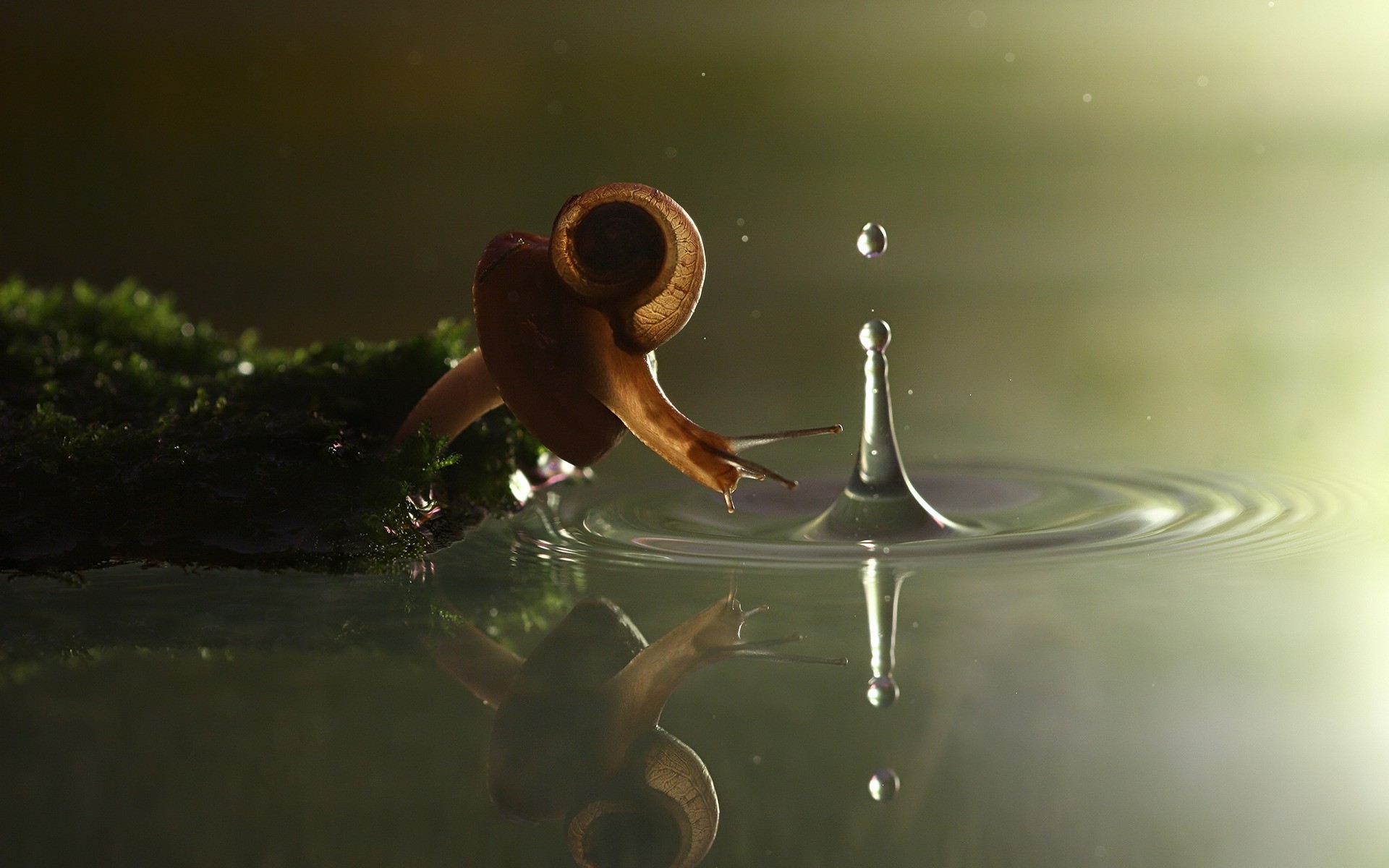 insectes chute eau humide splash réflexion liquide mouvement pluie nature bulle boire lac action escargot