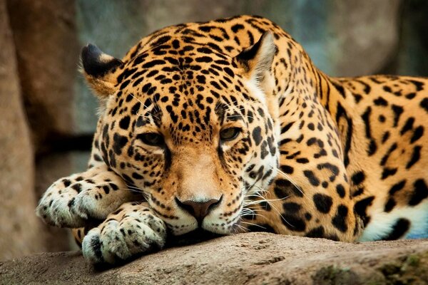 Leopardo manchado acostado en una piedra