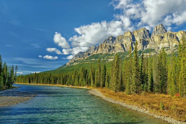 Fiume limpido sulla riva della foresta e della montagna