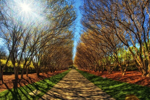 Autumn landscape with trees and perspective