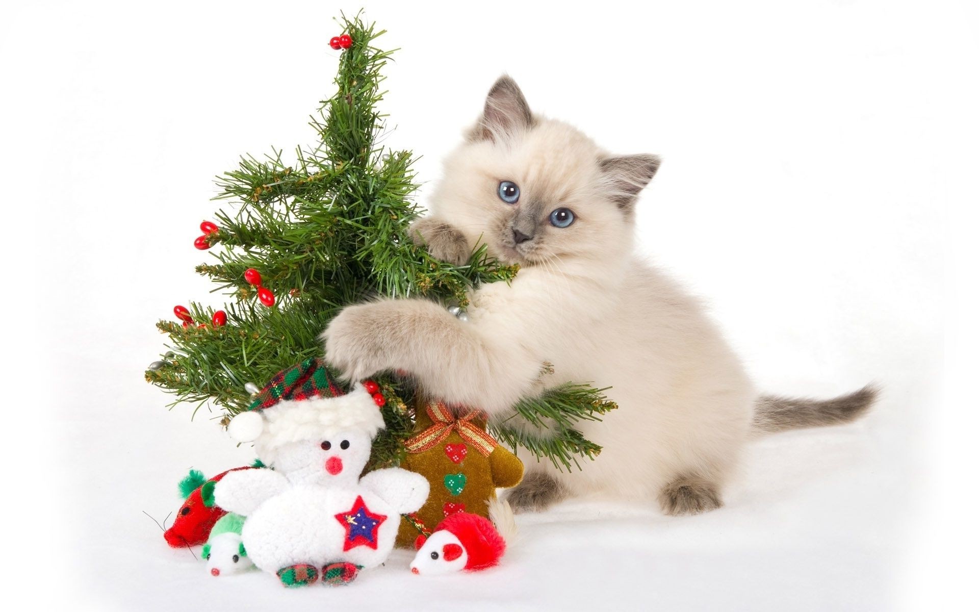 año nuevo navidad lindo pequeño sentarse invierno piel mascota animal doméstico