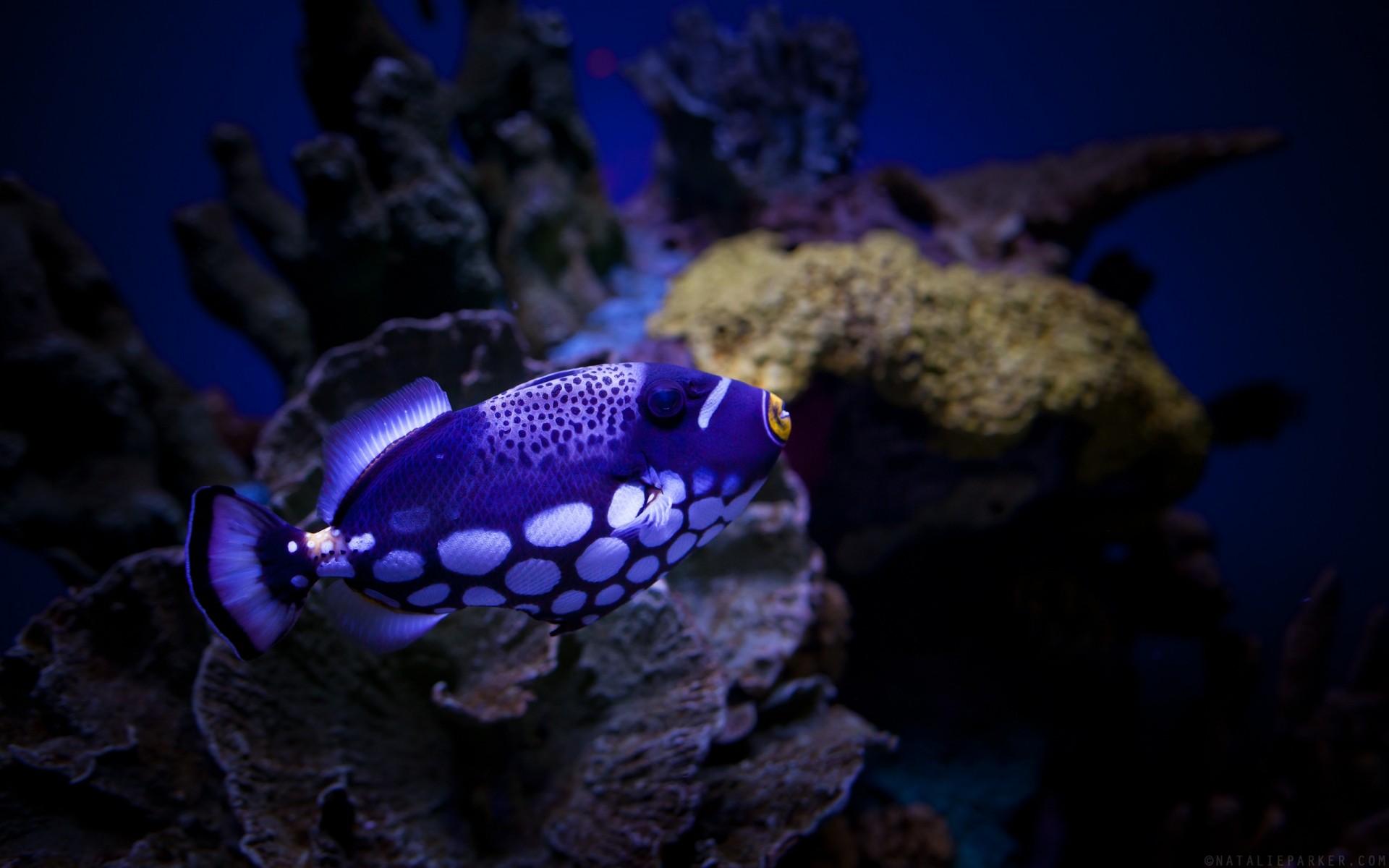 animais marinhos subaquático peixes recife coral oceano mar submarino mergulho invertebrados água natação mergulho tropical fuzileiro naval aquário snorkeling profundo água vida selvagem