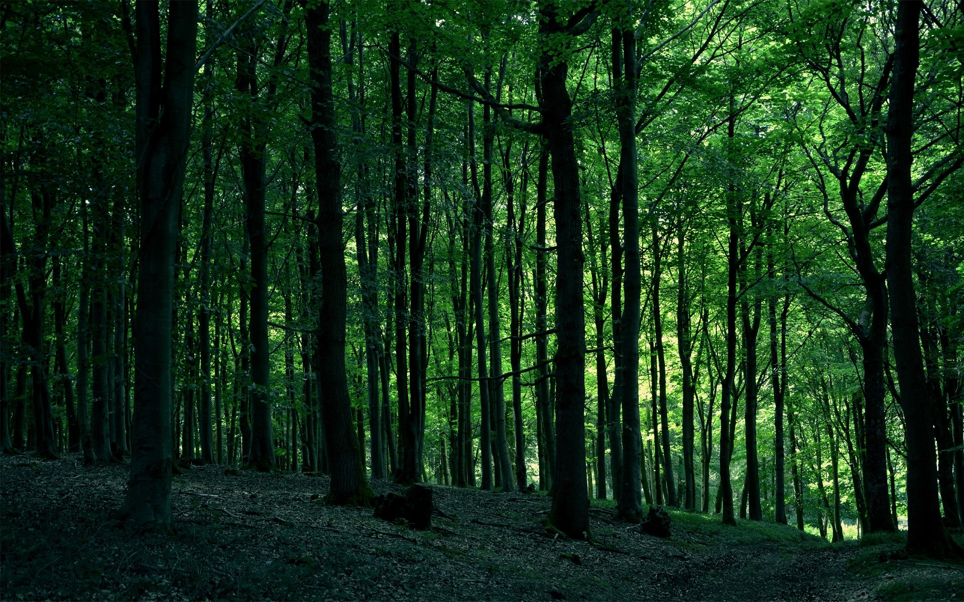 paesaggio legno albero paesaggio sunbim alba sole natura bel tempo foglia nebbia nebbia luce parco lussureggiante luminoso autunno prospettiva guida foresta verde