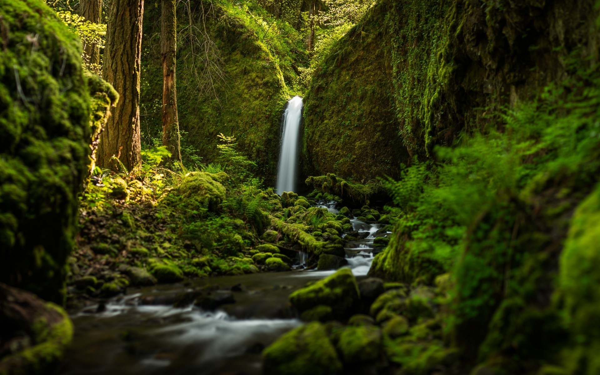 paysage bois mousse nature fern feuille eau paysage arbre à l extérieur cascade luxuriante forêt tropicale voyage automne sauvage parc scénique environnement cascades cascade