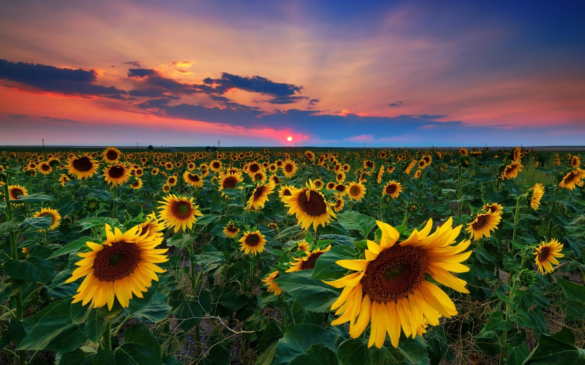 usa girasole natura fiore estate campo sole flora bel tempo paesaggio luminoso soleggiato crescita all aperto rurale cielo foglia luminoso agricoltura floreale girasoli