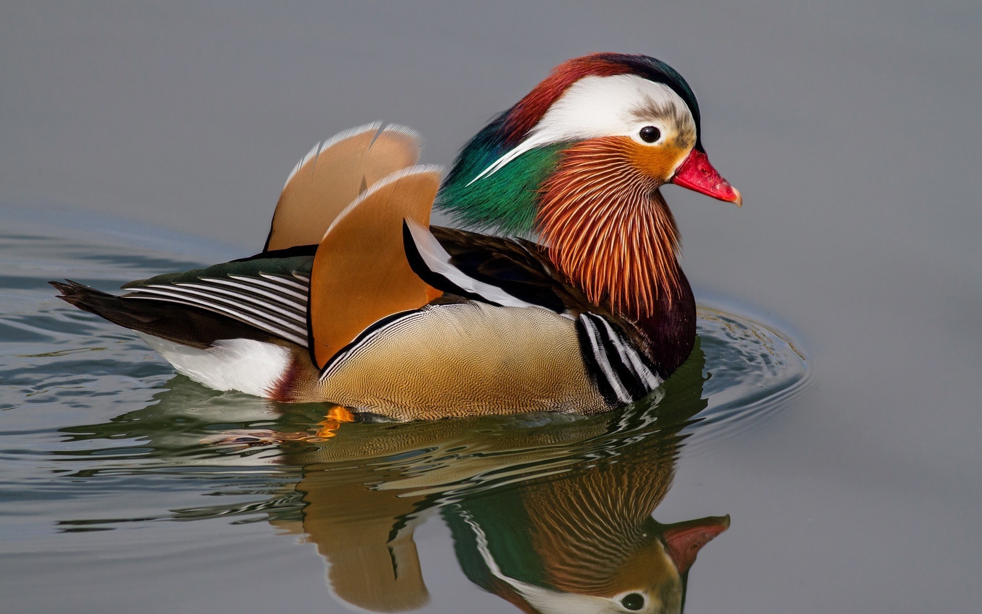 ente vogel wildtiere vögel wasservögel mandarine