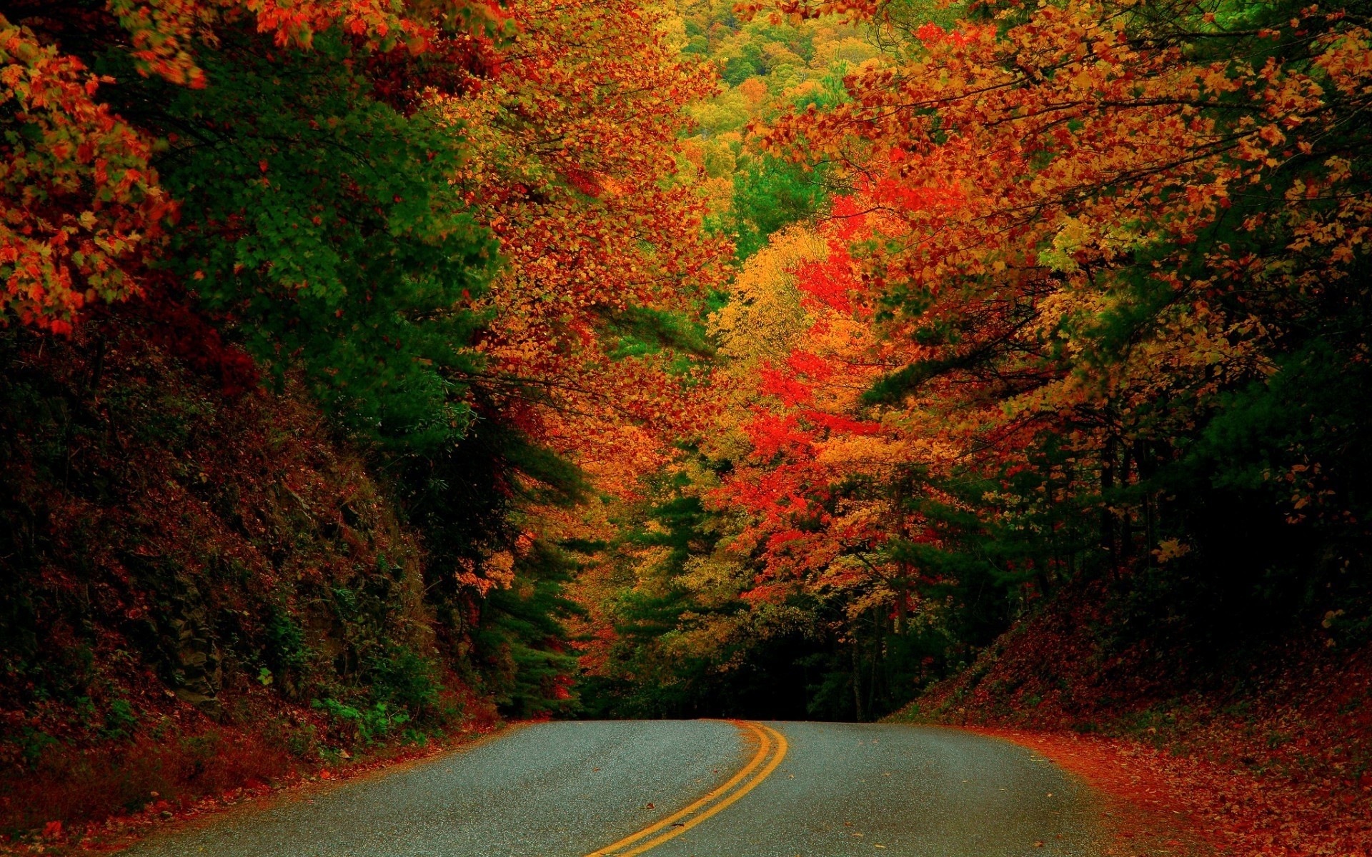 paysage automne arbre route feuille paysage bois scénique à l extérieur nature parc guide voyage érable lumière du jour arbres forêt