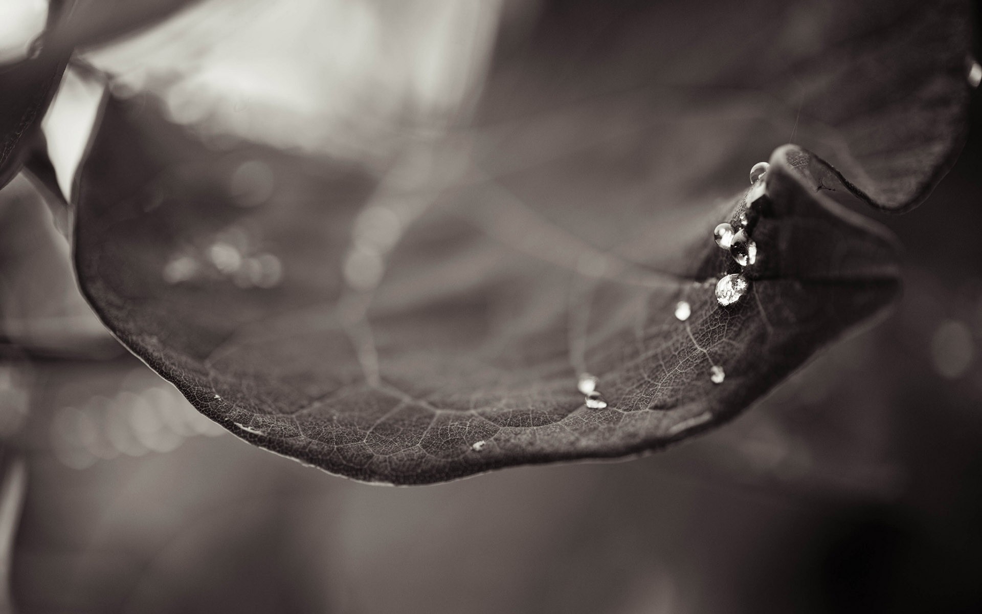 outono monocromático chuva água queda natureza orvalho dof preto e branco molhado gotas ainda vida resumo casamento flor folha reflexão único