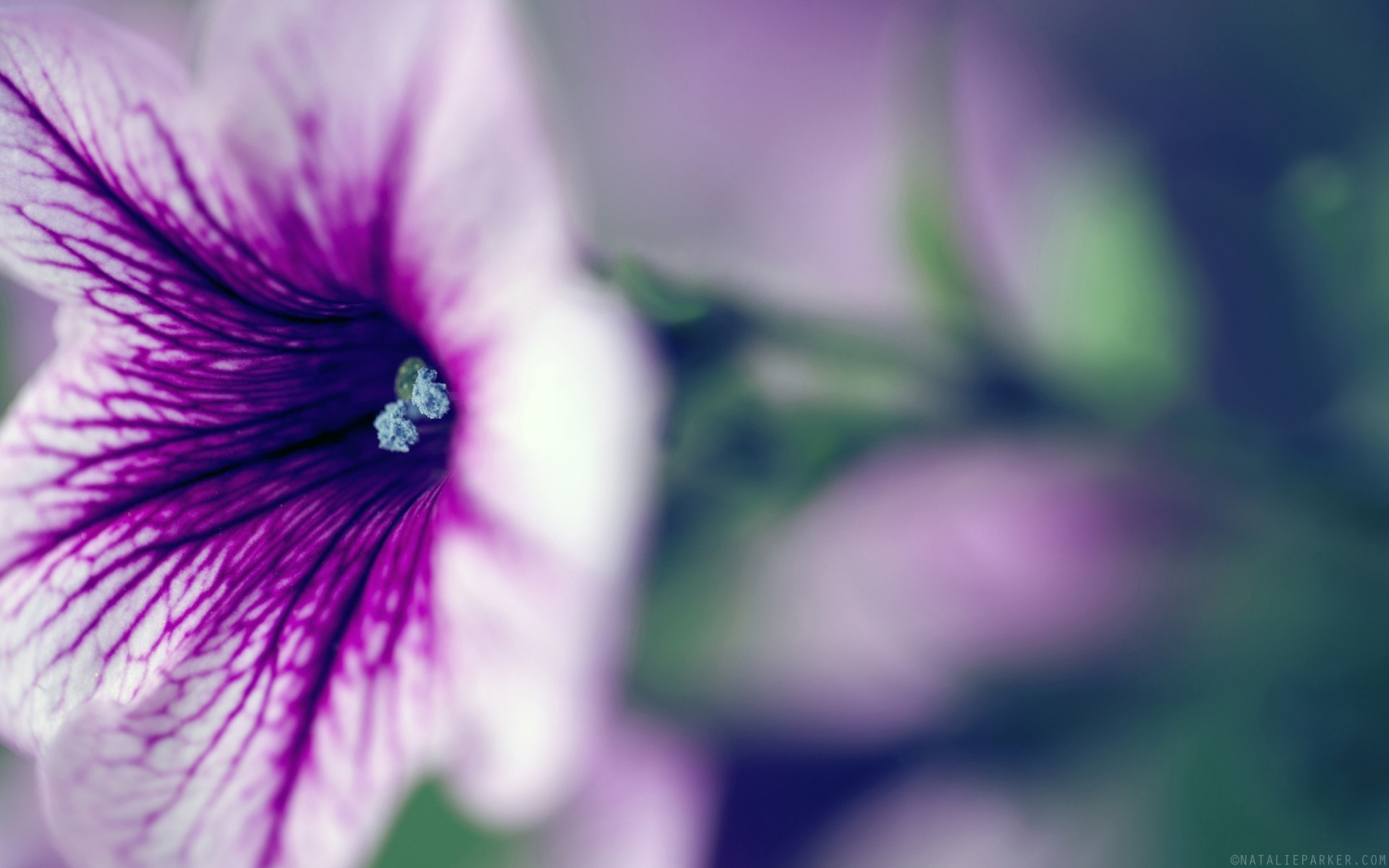 blumen natur blume flora sommer blatt garten hell unschärfe wachstum sanft farbe blumen blütenblatt dof blühen schön im freien