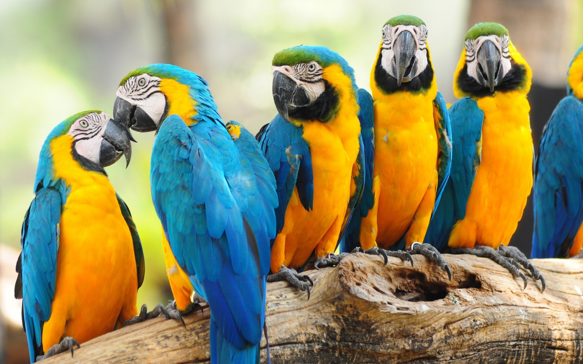 loro guacamayo pájaro vida silvestre tropical pico zoológico salvaje ala animal naturaleza exótico aviador pluma loros